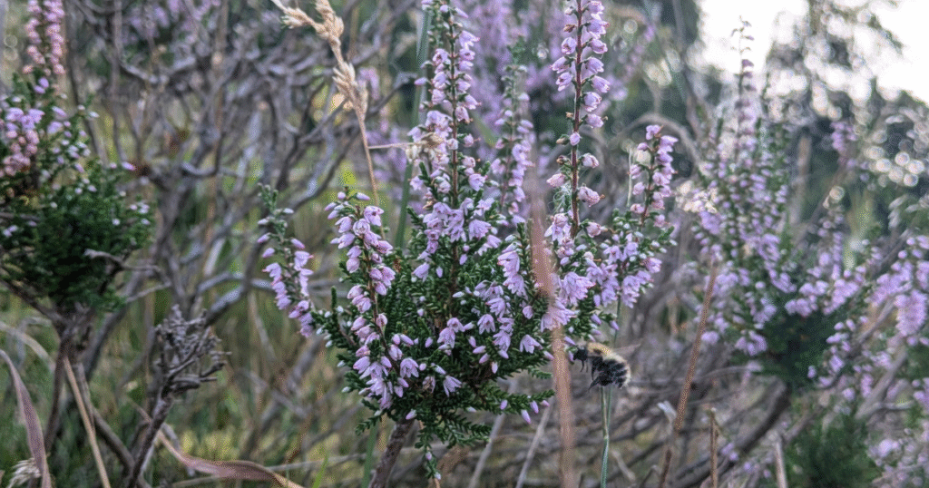 The image shows a bee flying close to purple heather flowers.
