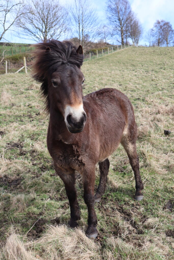 A brown Exmoor pony stands on a hillside with its mane blowing in the wind.
