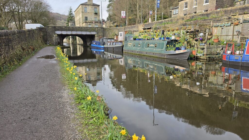 The photo shows yellow daffodils in bloom alongside the canal at Mayroyd Moorings in Hebden Bridge.