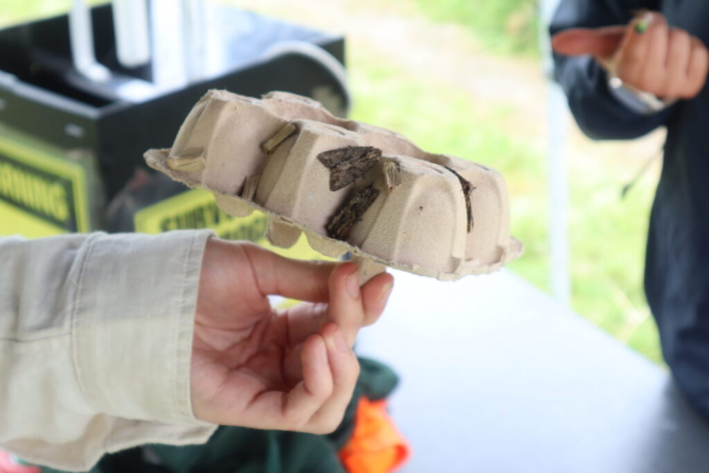 An egg carton with moths on for the 'moth breakfast' at Meadows Day 2026