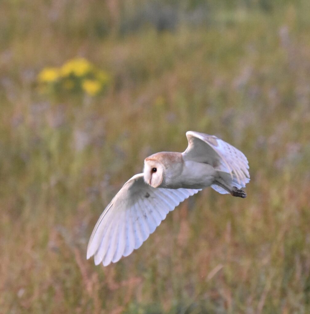 Barn Owl pictured on High Hirst Woodmeadow in 2026