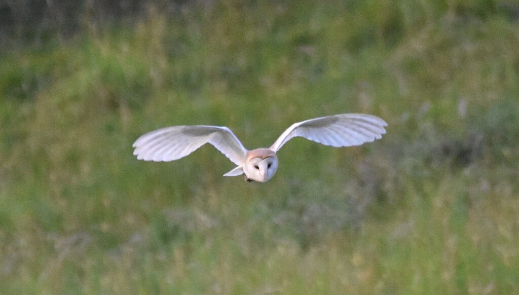 Barn Owl pictured on High Hirst Woodmeadow in 2026
