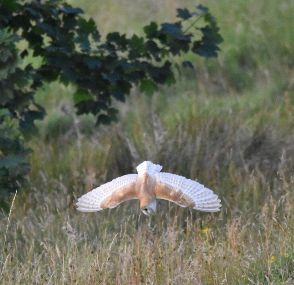 Barn owl hunting on High Hirst Woodmeadow, 2026