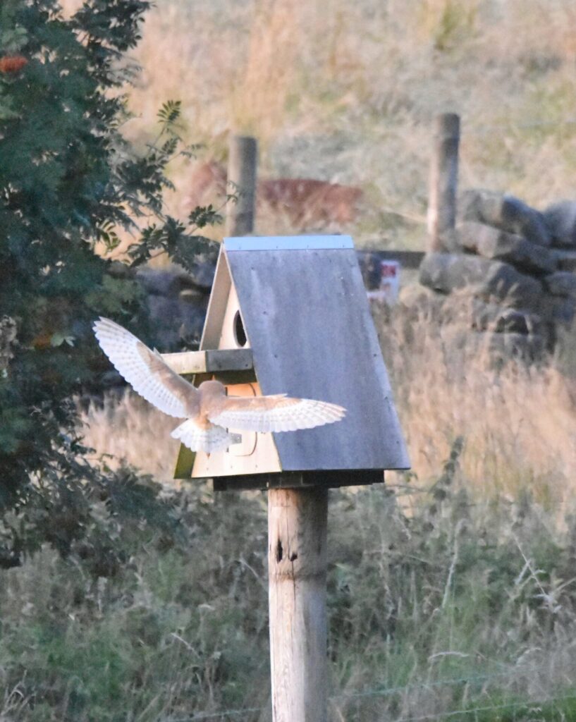 Barn owl pictured entering the box at High Hirst Woodmeadow, 2026