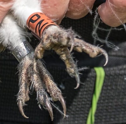 Young barn owls legs showing the rings with identifying letters